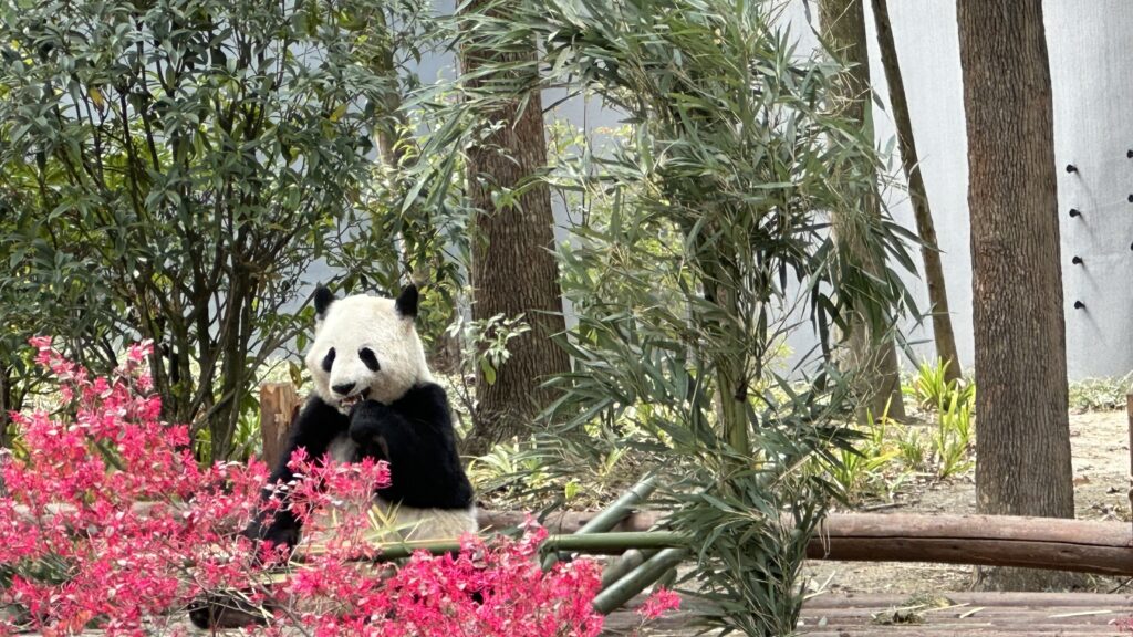 viaggio in cina