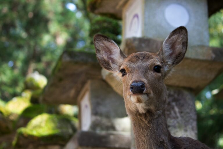 cosa vedere a osaka e nara