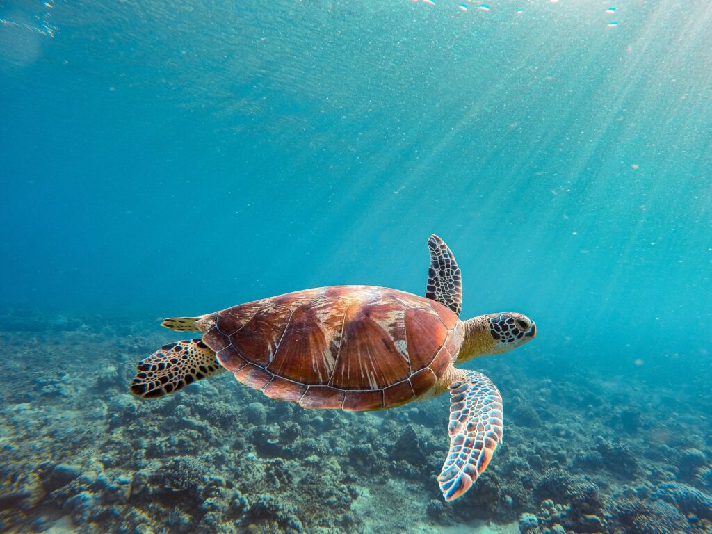 Cosa vedere alle isole Gili e Lombok