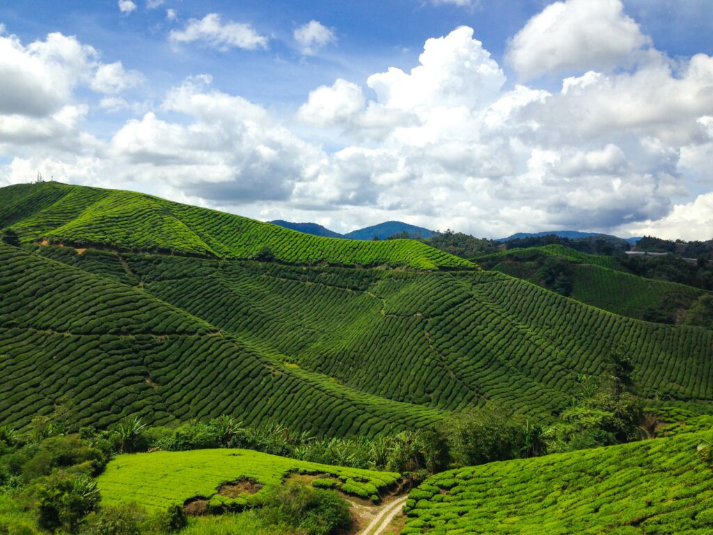 Cosa fare e vedere a Ipoh e alle Cameron Highlands