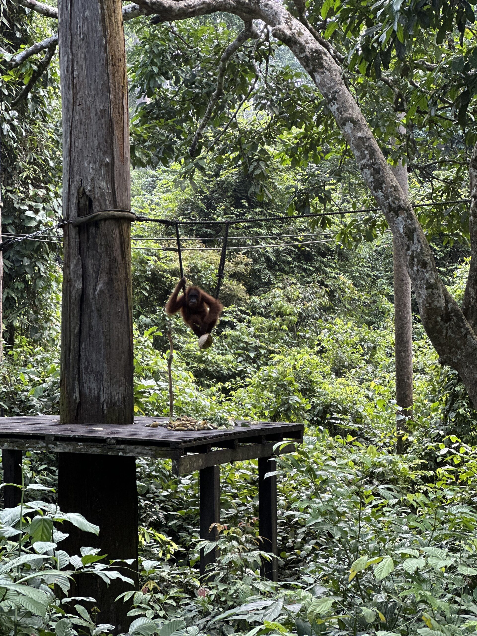 borneo malese