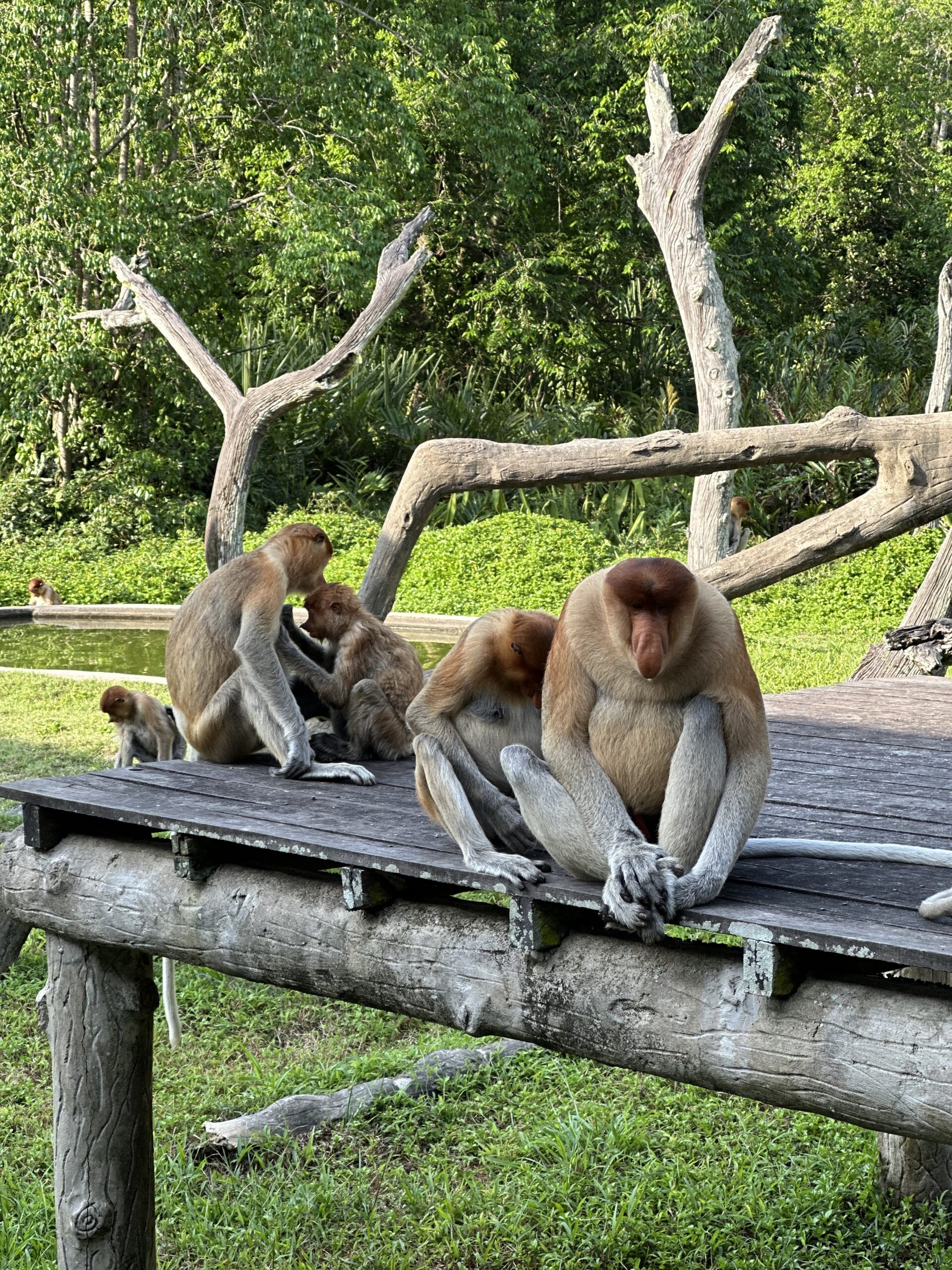 borneo malese