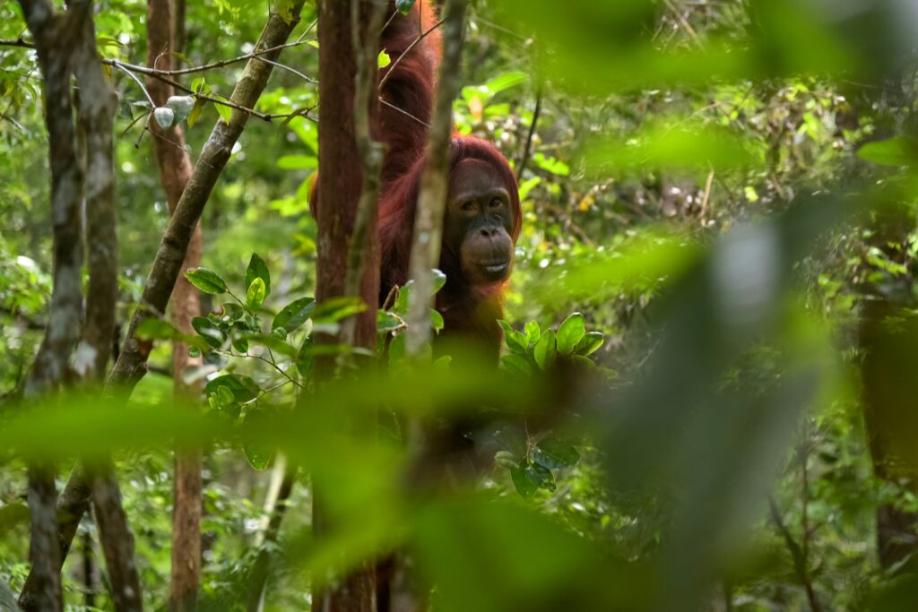 Borneo malese: cosa vedere tra Sarawak e Sabah