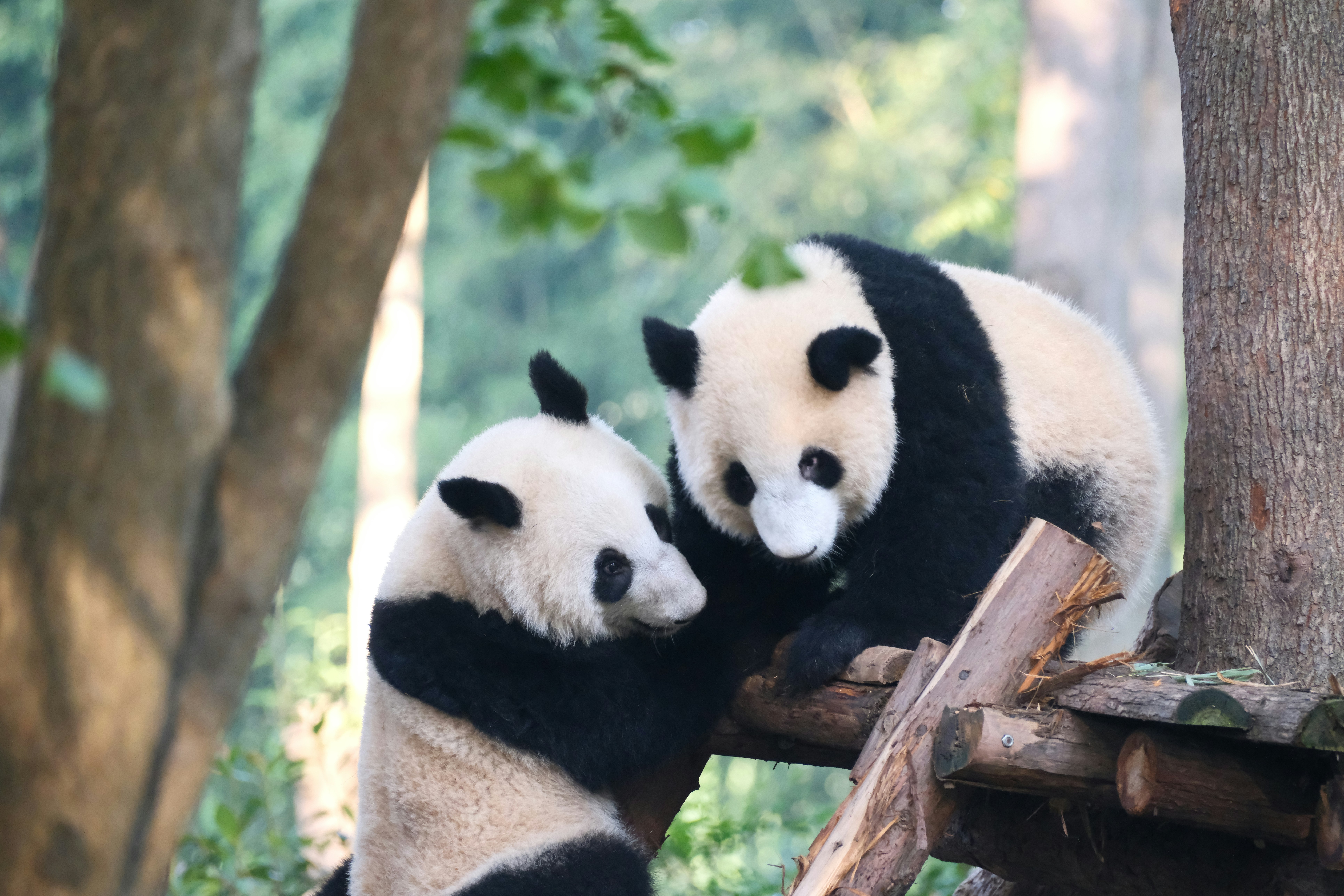 cosa vedere a chengdu e leshan